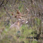 FSR17-buck-7@0,25x