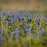 bluebonnets-2