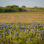 bluebonnets-3