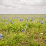 bluebonnets-4