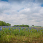 bluebonnets-blind