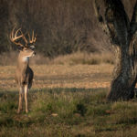 deer-1