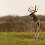 deer-11